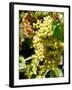 Grapes on the Vine, Himara, Republic of Albania-Prisma-Framed Photographic Print