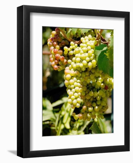 Grapes on the Vine, Himara, Republic of Albania-Prisma-Framed Photographic Print