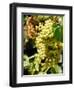 Grapes on the Vine, Himara, Republic of Albania-Prisma-Framed Photographic Print