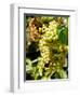 Grapes on the Vine, Himara, Republic of Albania-Prisma-Framed Photographic Print