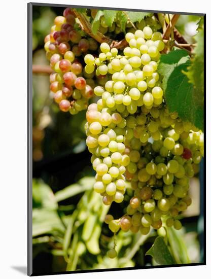 Grapes on the Vine, Himara, Republic of Albania-Prisma-Mounted Photographic Print