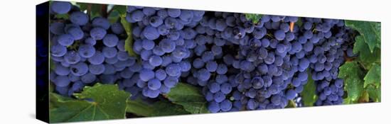 Grapes on the Vine, Napa, California, USA-null-Stretched Canvas