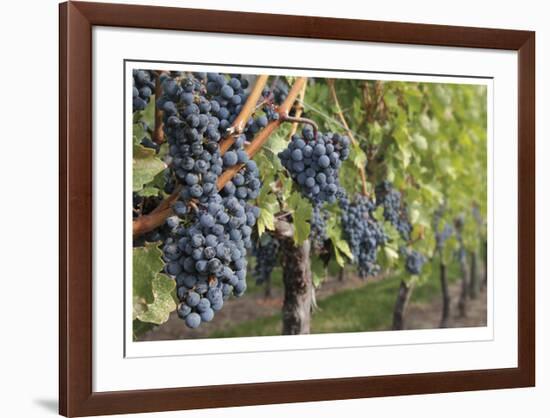 Grapes On The Vine-Donald Paulson-Framed Giclee Print