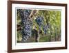 Grapes On The Vine-Donald Paulson-Framed Giclee Print