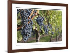 Grapes On The Vine-Donald Paulson-Framed Giclee Print