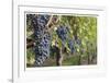 Grapes On The Vine-Donald Paulson-Framed Giclee Print