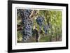 Grapes On The Vine-Donald Paulson-Framed Giclee Print