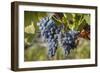 Grapes on vine, Alto Douro Wine Valley, UNESCO World Heritage Site, Portugal, Europe-Richard Maschmeyer-Framed Photographic Print