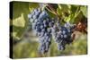 Grapes on vine, Alto Douro Wine Valley, UNESCO World Heritage Site, Portugal, Europe-Richard Maschmeyer-Stretched Canvas