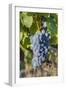 Grapes on vine, Alto Douro Wine Valley, UNESCO World Heritage Site, Portugal, Europe-Richard Maschmeyer-Framed Photographic Print