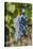 Grapes on vine, Alto Douro Wine Valley, UNESCO World Heritage Site, Portugal, Europe-Richard Maschmeyer-Stretched Canvas