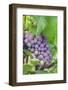 Grapes On Vine, Anyela'S Vineyard, Skaneateles, New York, Usa-Lisa S. Engelbrecht-Framed Photographic Print