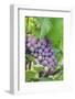 Grapes On Vine, Anyela'S Vineyard, Skaneateles, New York, Usa-Lisa S. Engelbrecht-Framed Photographic Print