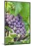 Grapes On Vine, Anyela'S Vineyard, Skaneateles, New York, Usa-Lisa S. Engelbrecht-Mounted Photographic Print