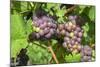 Grapes on vine, Anyela's Vineyard, Skaneateles, New York, USA-Lisa S. Engelbrecht-Mounted Photographic Print