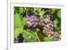 Grapes on vine, Anyela's Vineyard, Skaneateles, New York, USA-Lisa S. Engelbrecht-Framed Premium Photographic Print