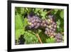 Grapes on vine, Anyela's Vineyard, Skaneateles, New York, USA-Lisa S. Engelbrecht-Framed Premium Photographic Print