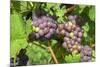 Grapes on vine, Anyela's Vineyard, Skaneateles, New York, USA-Lisa S. Engelbrecht-Mounted Premium Photographic Print