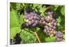 Grapes on vine, Anyela's Vineyard, Skaneateles, New York, USA-Lisa S. Engelbrecht-Framed Photographic Print