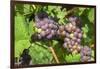 Grapes on vine, Anyela's Vineyard, Skaneateles, New York, USA-Lisa S. Engelbrecht-Framed Photographic Print