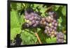 Grapes on vine, Anyela's Vineyard, Skaneateles, New York, USA-Lisa S. Engelbrecht-Framed Photographic Print