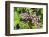 Grapes on vine, Anyela's Vineyard, Skaneateles, New York, USA-Lisa S. Engelbrecht-Framed Photographic Print