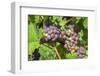 Grapes on vine, Anyela's Vineyard, Skaneateles, New York, USA-Lisa S. Engelbrecht-Framed Photographic Print