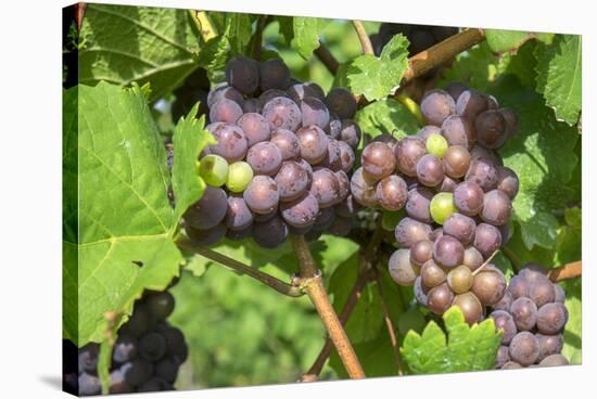 Grapes on vine, Anyela's Vineyard, Skaneateles, New York, USA-Lisa S. Engelbrecht-Stretched Canvas