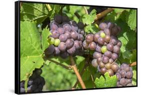 Grapes on vine, Anyela's Vineyard, Skaneateles, New York, USA-Lisa S. Engelbrecht-Framed Stretched Canvas