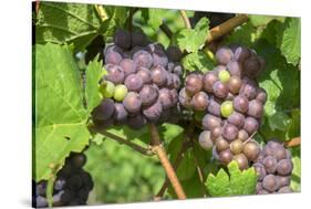 Grapes on vine, Anyela's Vineyard, Skaneateles, New York, USA-Lisa S. Engelbrecht-Stretched Canvas