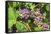 Grapes on vine, Anyela's Vineyard, Skaneateles, New York, USA-Lisa S. Engelbrecht-Framed Stretched Canvas