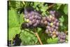 Grapes on vine, Anyela's Vineyard, Skaneateles, New York, USA-Lisa S. Engelbrecht-Stretched Canvas