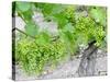 Grapes on Vine in a Vineyard, Bordeaux, France-Nadia Isakova-Stretched Canvas