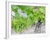 Grapes on Vine in a Vineyard, Bordeaux, France-Nadia Isakova-Framed Photographic Print