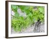 Grapes on Vine in a Vineyard, Bordeaux, France-Nadia Isakova-Framed Photographic Print