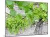 Grapes on Vine in a Vineyard, Bordeaux, France-Nadia Isakova-Mounted Photographic Print