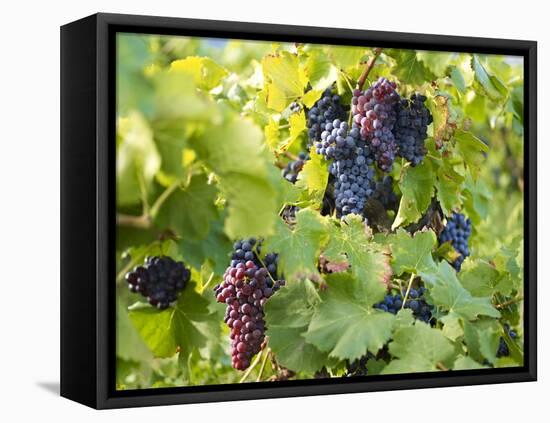 Grapes on Vines, Languedoc Roussillon, France, Europe-null-Framed Stretched Canvas