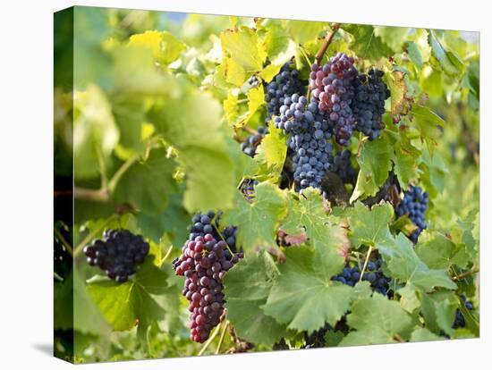 Grapes on Vines, Languedoc Roussillon, France, Europe-null-Stretched Canvas
