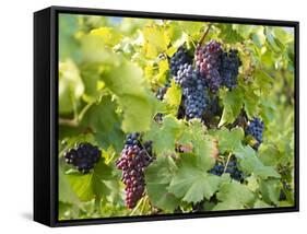 Grapes on Vines, Languedoc Roussillon, France, Europe-null-Framed Stretched Canvas