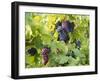 Grapes on Vines, Languedoc Roussillon, France, Europe-null-Framed Photographic Print