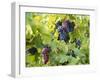 Grapes on Vines, Languedoc Roussillon, France, Europe-null-Framed Photographic Print