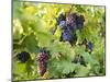 Grapes on Vines, Languedoc Roussillon, France, Europe-null-Mounted Photographic Print