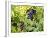 Grapes on Vines, Languedoc Roussillon, France, Europe-null-Framed Photographic Print