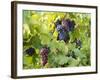 Grapes on Vines, Languedoc Roussillon, France, Europe-null-Framed Photographic Print