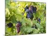 Grapes on Vines, Languedoc Roussillon, France, Europe-null-Mounted Photographic Print