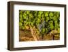 Grapes Ready for Harvest in Eastern Yakima Valley, Washington, USA-Richard Duval-Framed Photographic Print