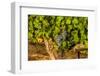 Grapes Ready for Harvest in Eastern Yakima Valley, Washington, USA-Richard Duval-Framed Photographic Print