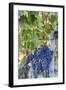 Grapes Ready for Harvest on the Tuscan Hills-Terry Eggers-Framed Photographic Print