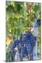 Grapes Ready for Harvest on the Tuscan Hills-Terry Eggers-Mounted Photographic Print