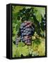 Grapes Ripe for Picking, Vaucluse Region, Provence, France, Europe-Duncan Maxwell-Framed Stretched Canvas